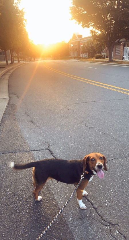 Entry image for Nala. Clicking this image will show a larger photo