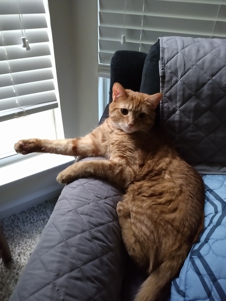 Entry image for Mango. Clicking this image will show a larger photo