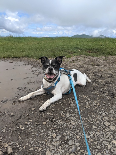 Entry image for Charlie. Clicking this image will show a larger photo