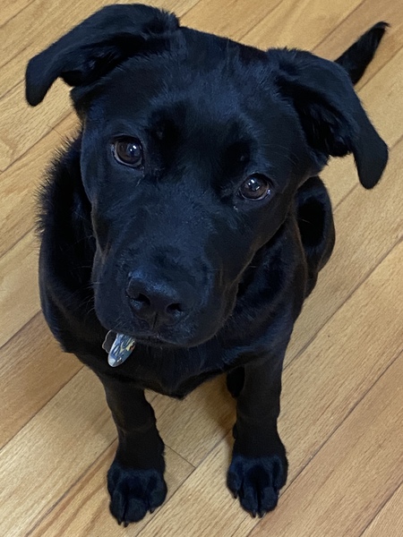 Entry image for Olive. Clicking this image will show a larger photo