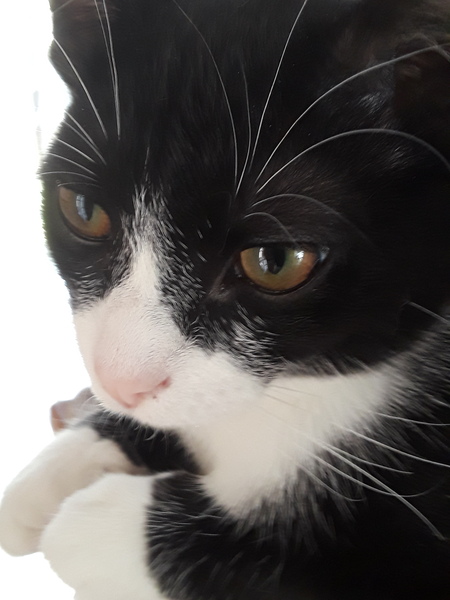 Entry image for Jasper. Clicking this image will show a larger photo