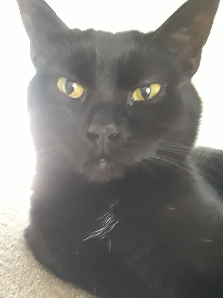 Entry image for Nora. Clicking this image will show a larger photo