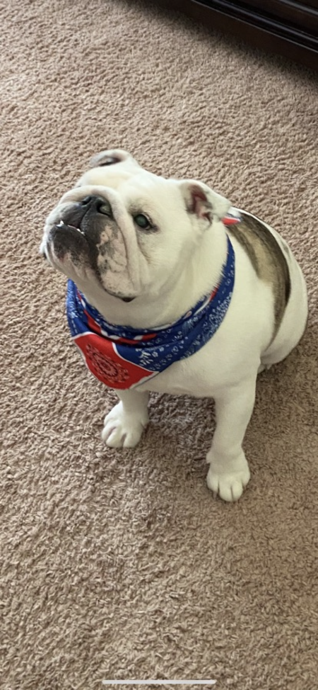 Entry image for Frankie. Clicking this image will show a larger photo