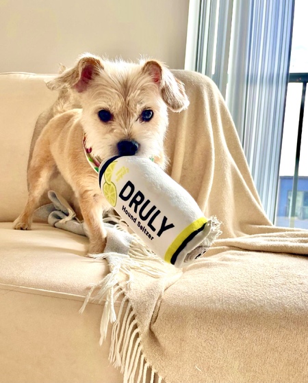 Entry image for Odie . Clicking this image will show a larger photo