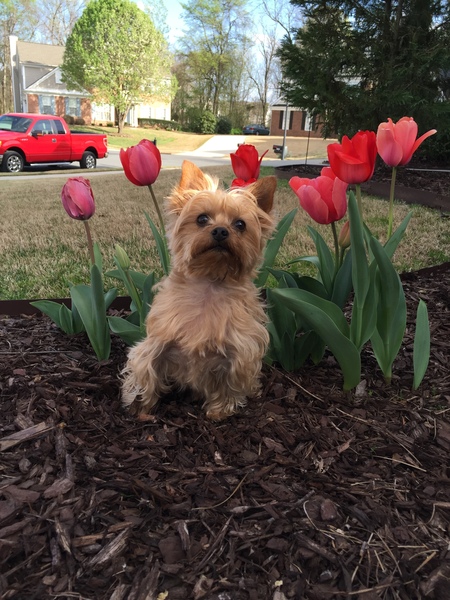 Entry image for Bailey. Clicking this image will show a larger photo