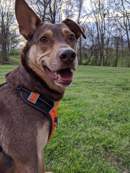 Entry image for Mulder. Clicking this image will show a larger photo