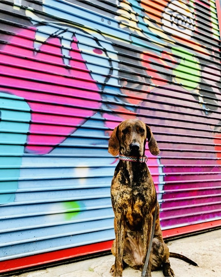 Entry image for Penny. Clicking this image will show a larger photo