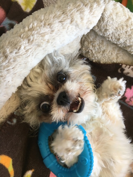 Entry image for Milo. Clicking this image will show a larger photo