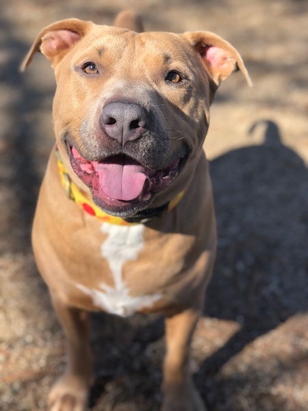 Entry image for Biggie. Clicking this image will show a larger photo