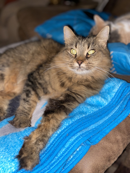 Entry image for Sheba. Clicking this image will show a larger photo