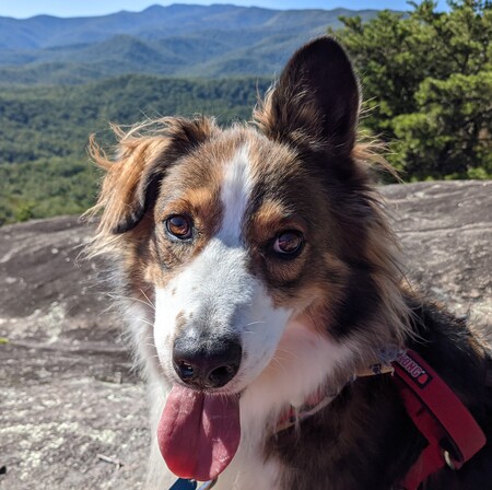 Entry image for Chase. Clicking this image will show a larger photo