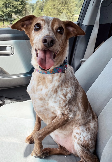 Entry image for Priya. Clicking this image will show a larger photo