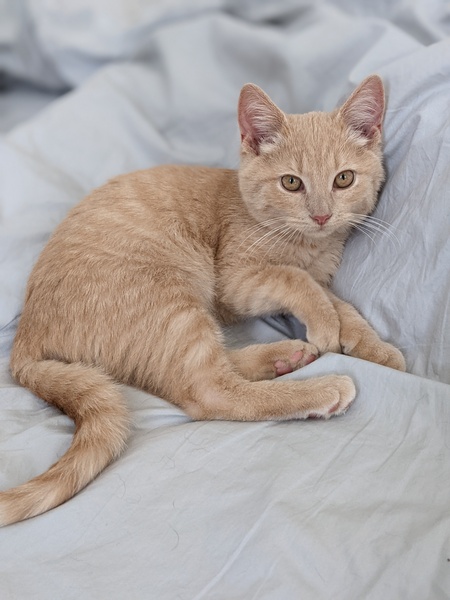 Entry image for Oliver. Clicking this image will show a larger photo