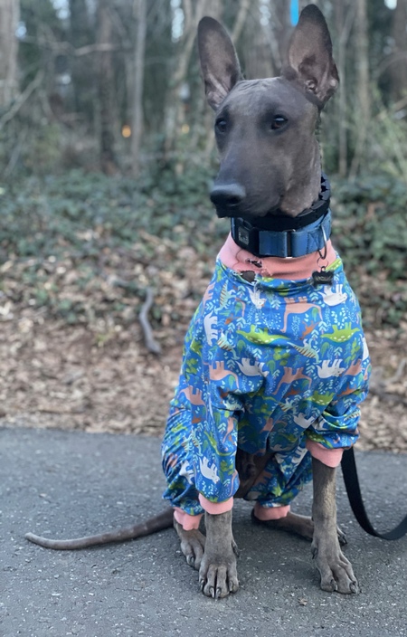 Entry image for Apollo. Clicking this image will show a larger photo