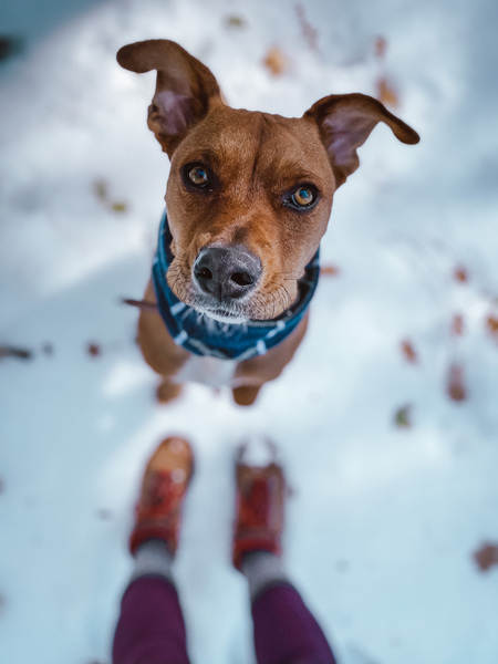 Entry image for Archie. Clicking this image will show a larger photo