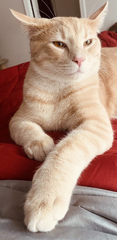 Entry image for Simba. Clicking this image will show a larger photo