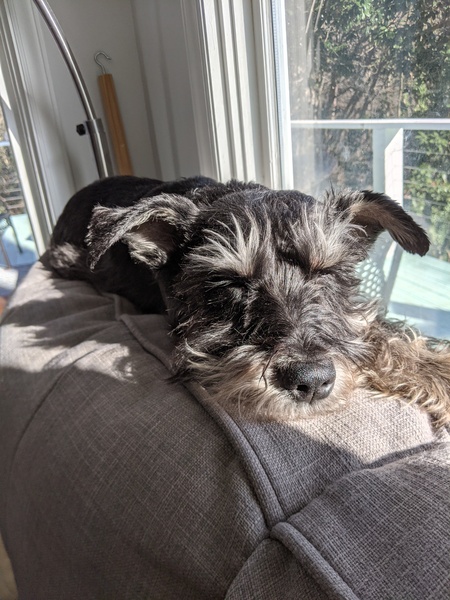 Entry image for Cooper. Clicking this image will show a larger photo