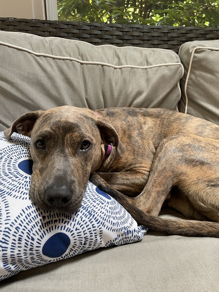 Entry image for Gracie. Clicking this image will show a larger photo