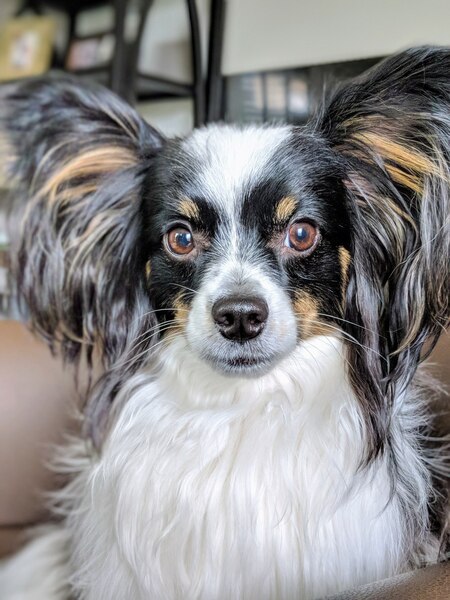 Entry image for Ace. Clicking this image will show a larger photo