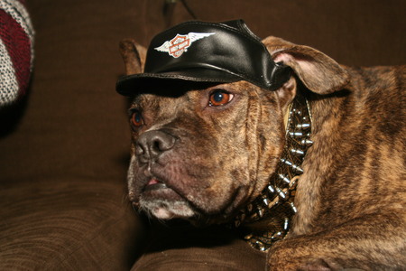 Entry image for Dash. Clicking this image will show a larger photo