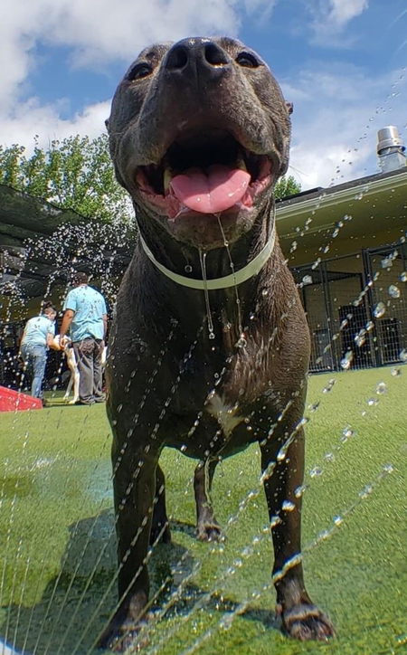 Entry image for Teddy. Clicking this image will show a larger photo