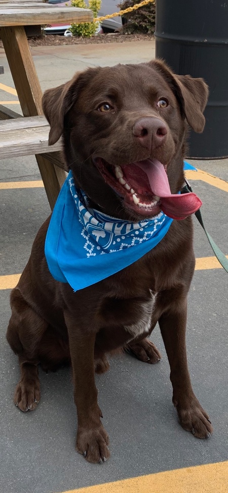 Entry image for Brewer. Clicking this image will show a larger photo