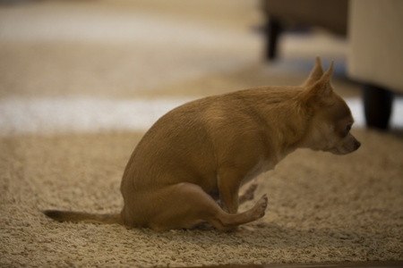 Entry image for Horton. Clicking this image will show a larger photo