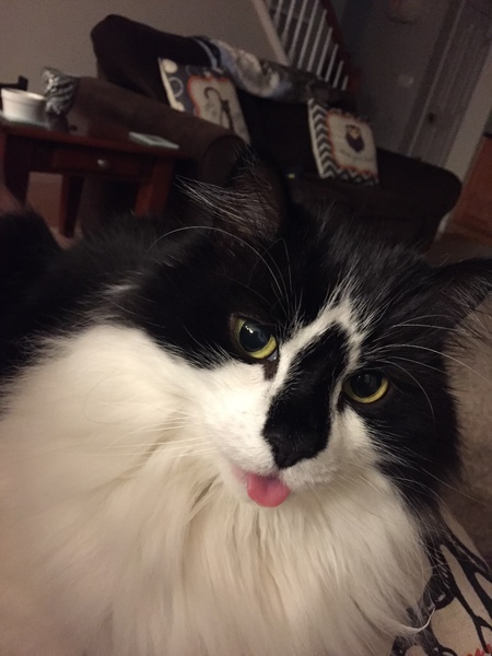 Entry image for Chacha. Clicking this image will show a larger photo