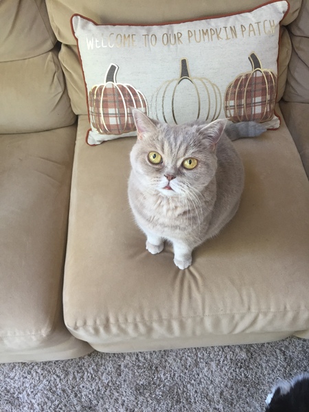 Entry image for Mooshie. Clicking this image will show a larger photo