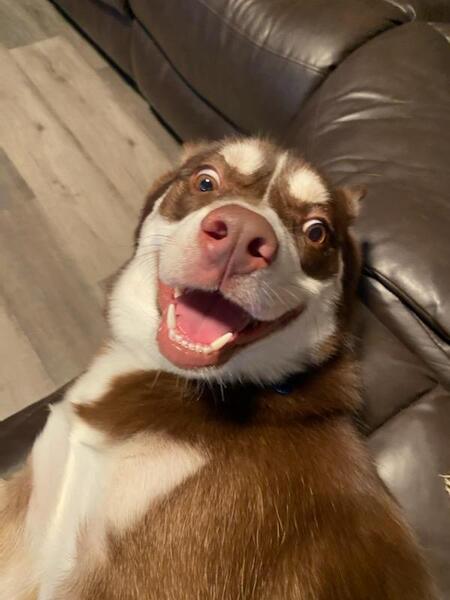 Entry image for Bucky Bones. Clicking this image will show a larger photo