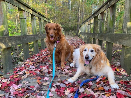 Penny and Rusty 