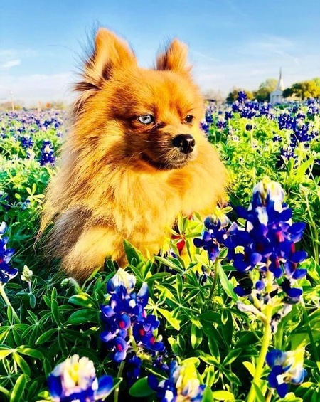 Foxy Brown Dog