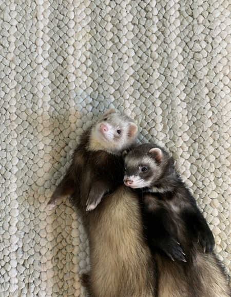 Baby & Weasel