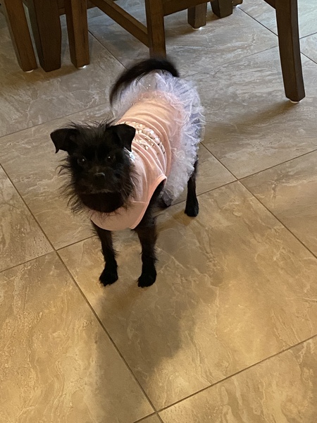 Poppy