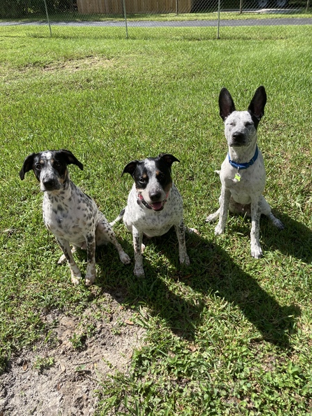 Clyde, Dixie, Roper