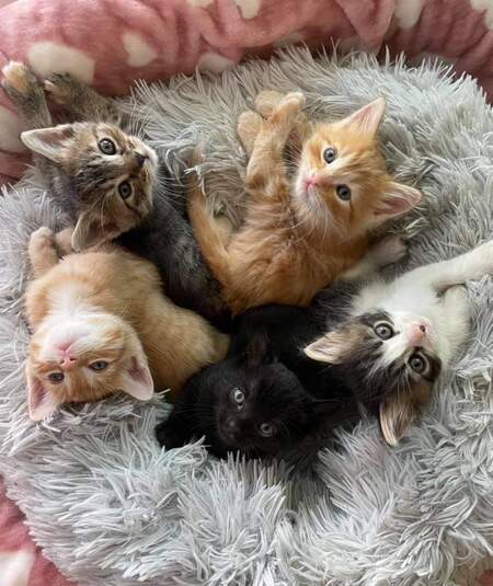 Cali, Pumpkin, Sebastian, Mimi, Cheddar