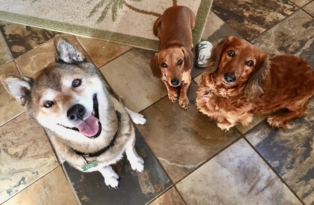 Koa , Bugsy & Sammy