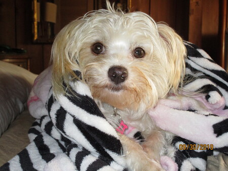 Lilly