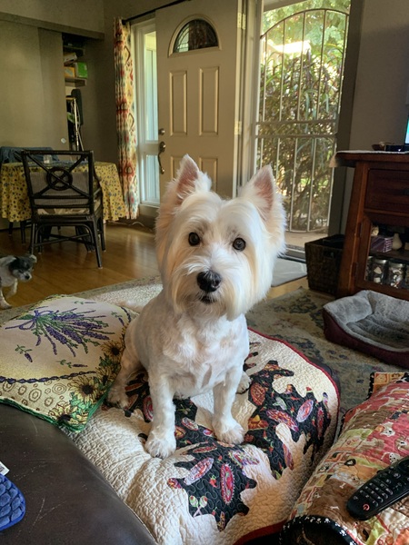 Lexi