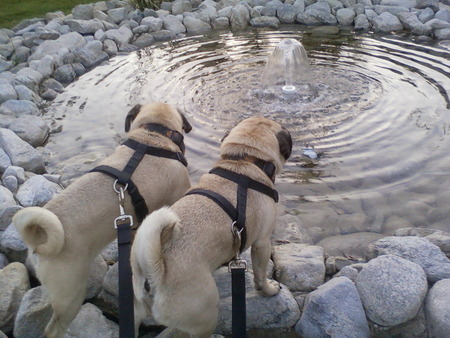 Prince and Kona