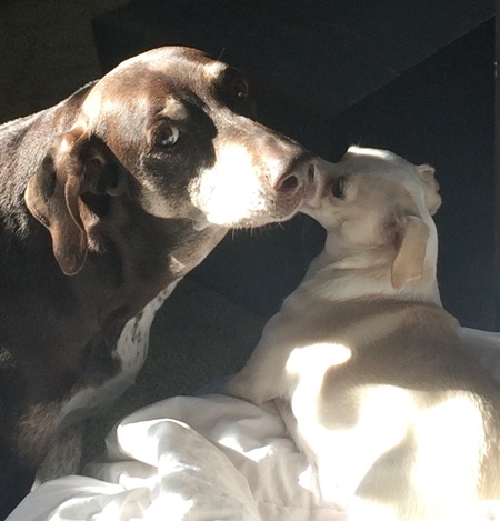 Ehu (left adopted May 2013, died Feb. 2021)Heidi (adopted 2018)