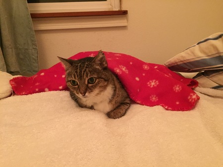 Puna Kitty