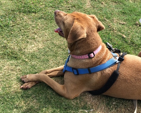 Coco