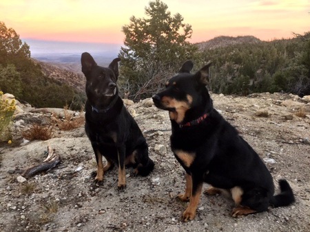 Rocco & Cooper