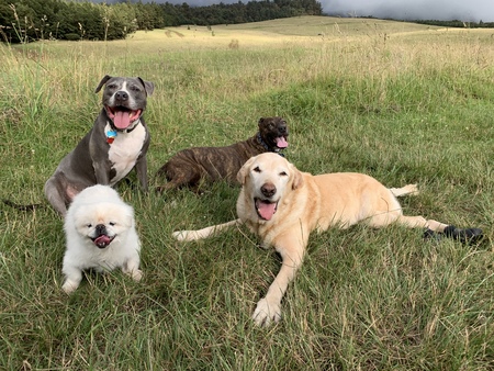 Dakine (grey), Stitch (brindle), Sushi (white) and Max (yellow)