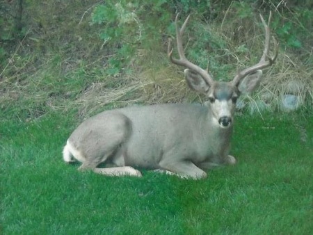 Backyard Lawnmower 