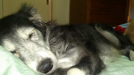 Sleepy Sheeba