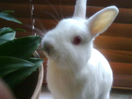 Casper