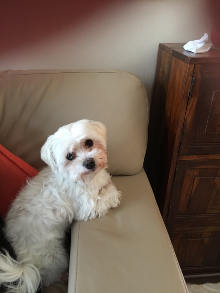 Gorgeous Ex Backyard breeder Dog GARY