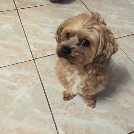 Molly Muffin